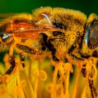 polen como herramienta cientifica para conocer el pasado