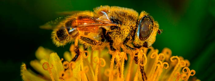 polen como herramienta cientifica para conocer el pasado