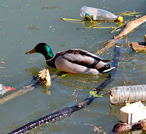 contaminacion del agua causa escasez del agua