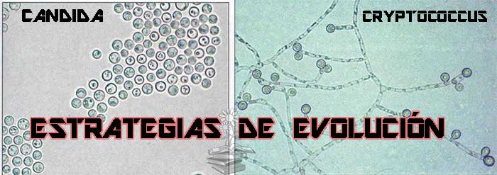 estrategias de evolucion de patogenos fungicos a corto plazo Portada