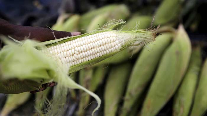 maiz mexicano que no necesita fertiliznates Portada