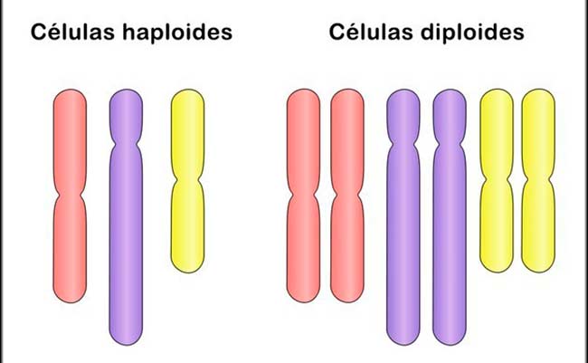 estrategias de evolucion de patogenos fungicos a corto plazo ploidias