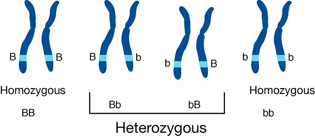 estrategia de evolucion de patogenos fungicos a corto plazo LOH