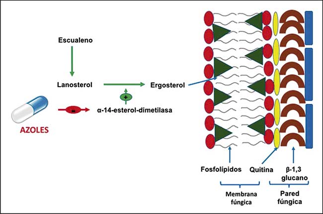 tratamiento antifungico azol