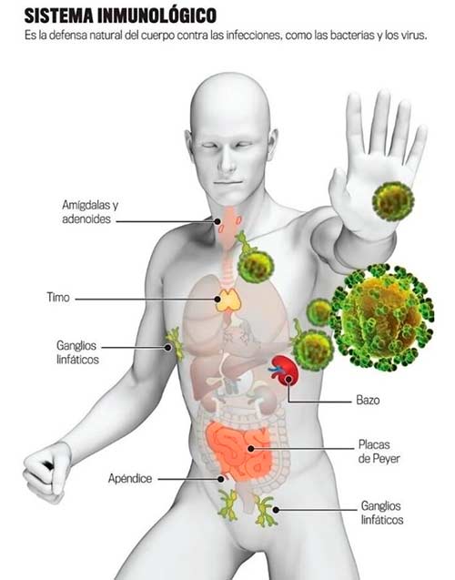 sistema inmunitario 