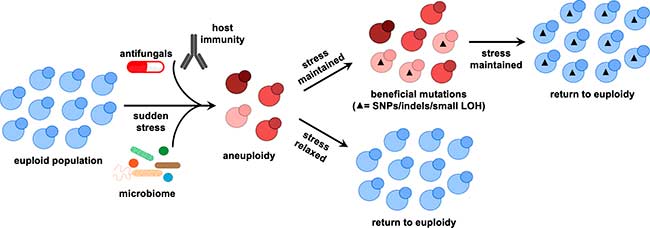 estrategias de evolucion de patogenos fungicos microevolucion