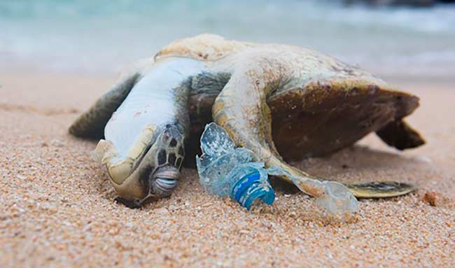 tortuga muerta por plastico