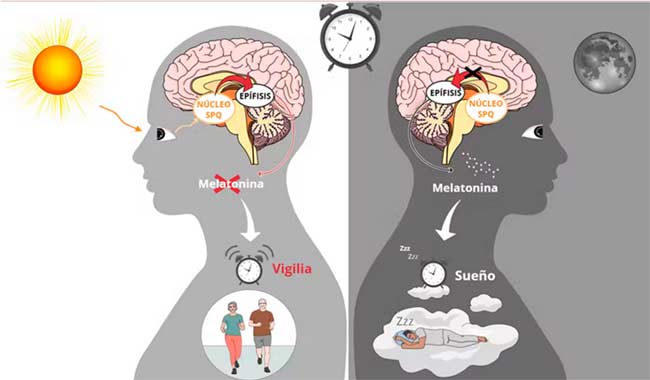 melatonina y reloj circadiano