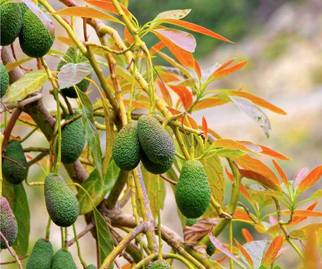 aguacate arbol