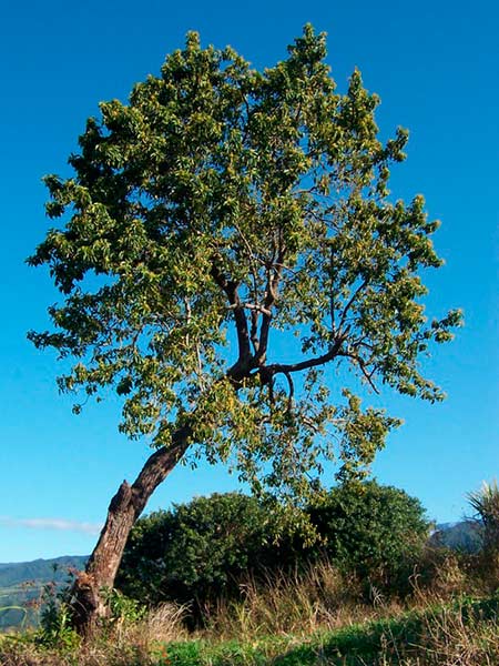 aguacate arbol o planta