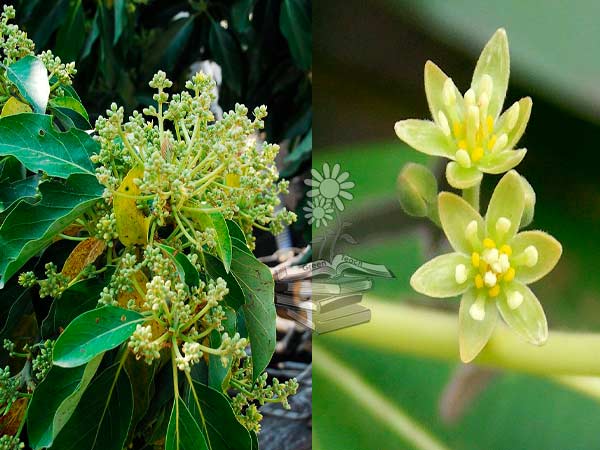 flores de aguacate