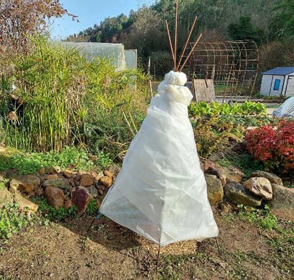 aguacate árbol con cubierta anti frio y viento 