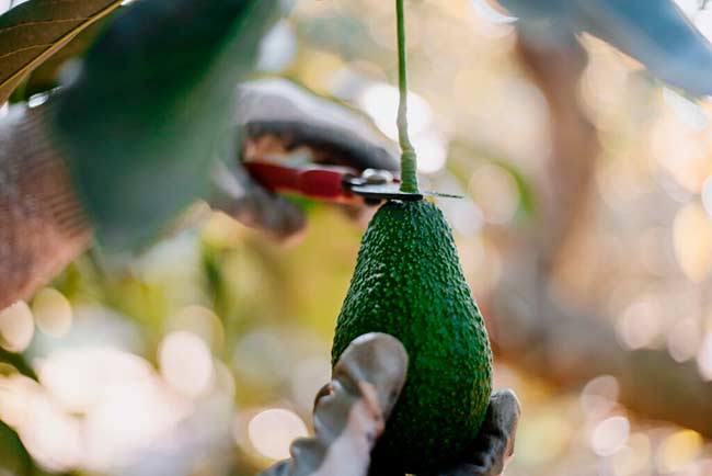 recoger aguacates, recolección del aguacate, cosechar palta 