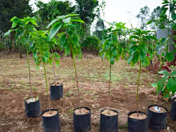 plantar aguacate árbol injertado