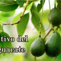 cultivar aguacate portada