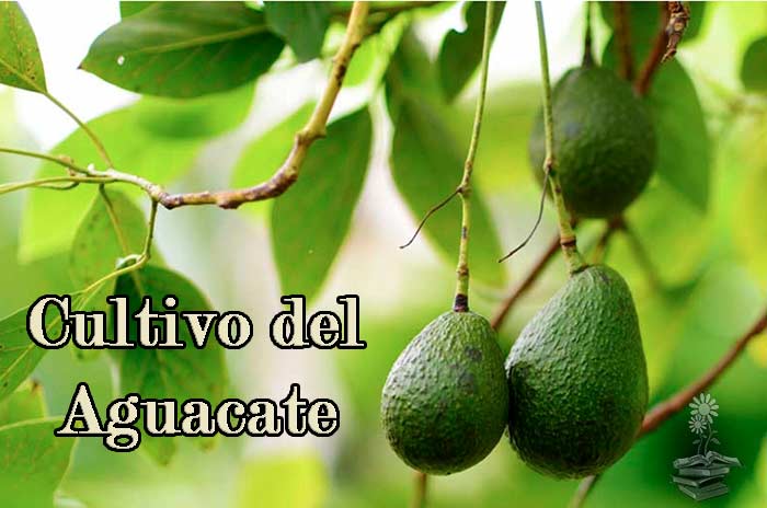 Realista web Pericia Cómo cultivar aguacate en casa. Guía completa sobre el cultivo de aguacate