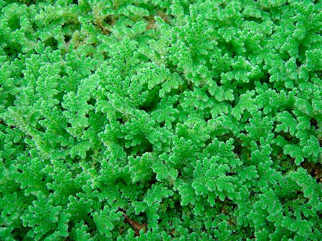 helecho Azolla