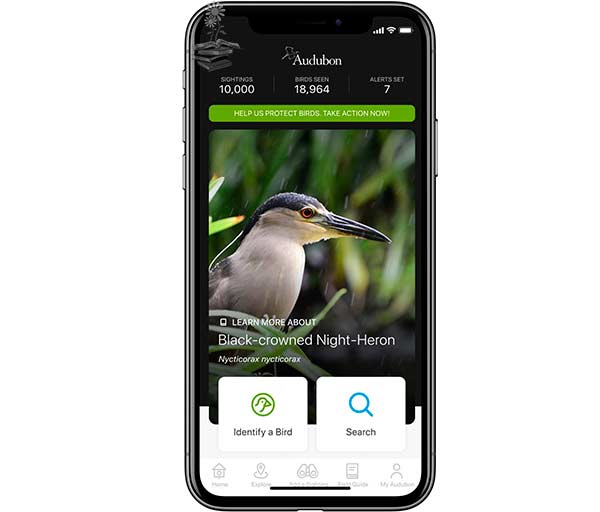 app identificar aves