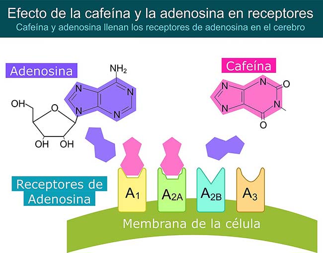 cafeinay adenosina, Cafeina ventajas y desventajas