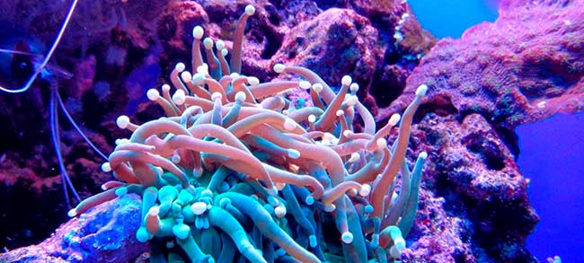 oxibenzona en anemonas y corales