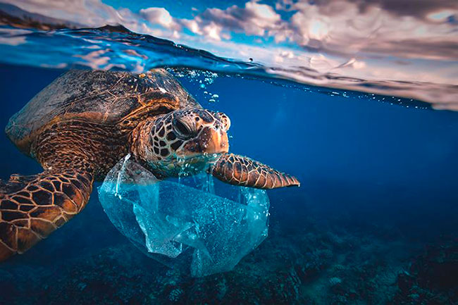 Día Mundial del Medio Ambiente 2023