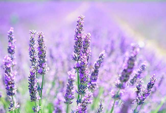 planta Lavanda