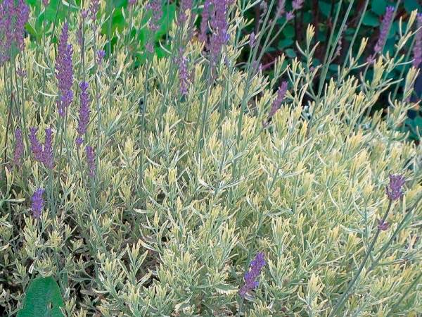 Lavandula allardii