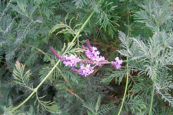 Lavandula canariensis