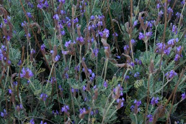 Lavandula multifida