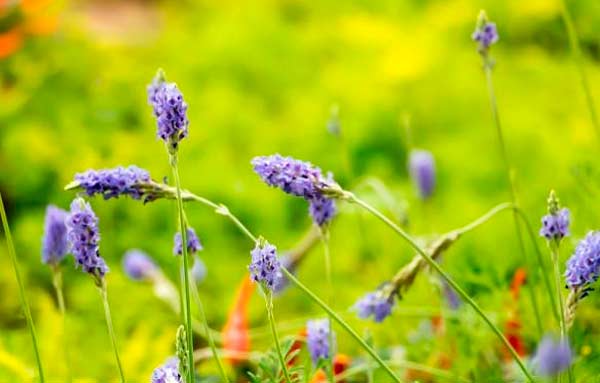 lavandula pinnata