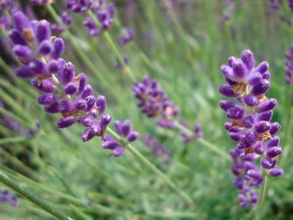 Lavanda angustifolia