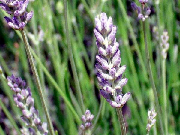 Lavanda latifolia