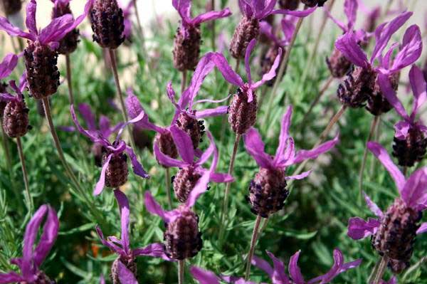 Lavandula stoechas