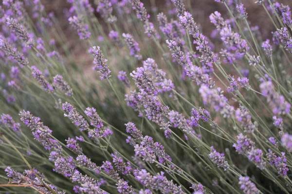 Lavandula lanata