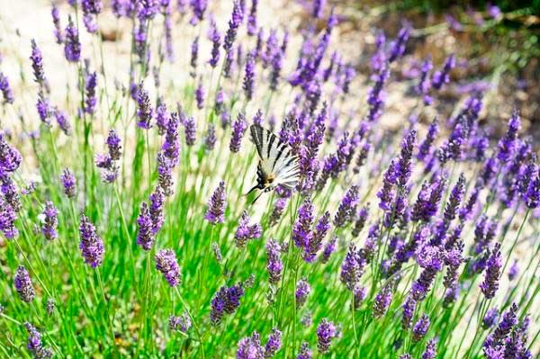 Lavanda dentata