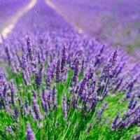 Lavanda portada