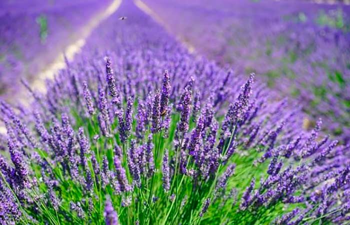 Lavanda portada