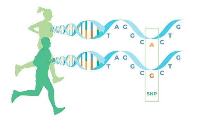 pruebas genéticas en humanos