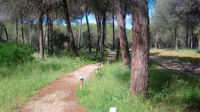 sendero en parque natural de Doñana