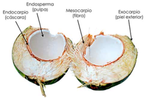 partes del coco