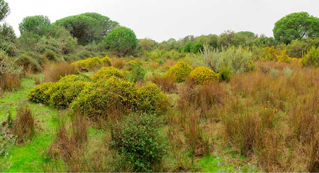 vegetacion Doñana