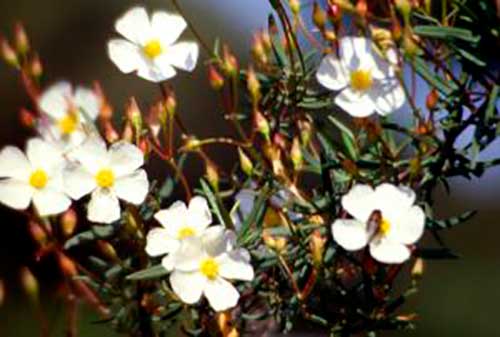 Cistus de Doñana