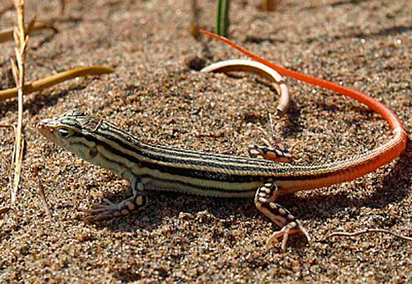 Lagartija coliroja Doñana