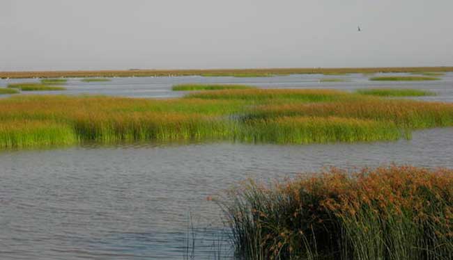 marismas Doñana