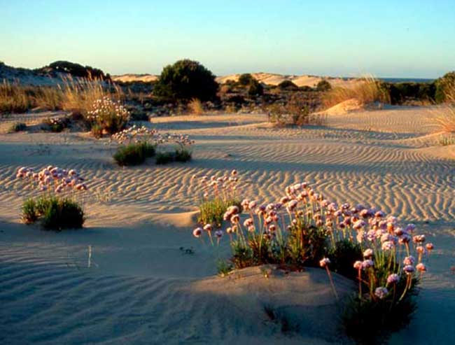 Dunas moviles de Doñana