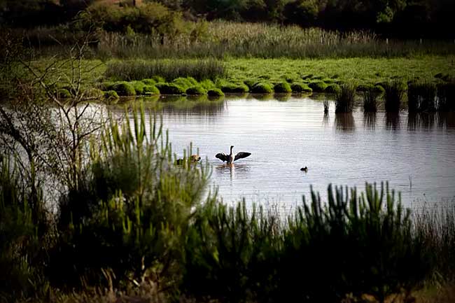 lagunas Doñana