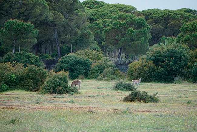 coto Doñana