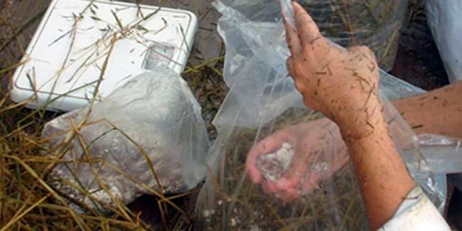 inoculacion de cultivo de setas en paja