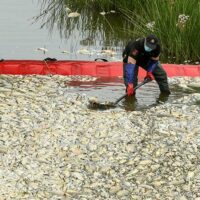 peces muertos en el río Óder portada