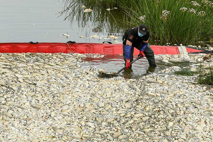 peces muertos en el río Óder portada